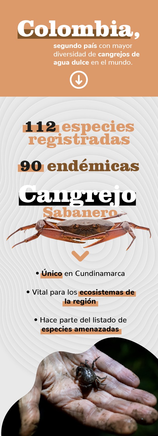 Cangrejo sabanero. /Cortesía.