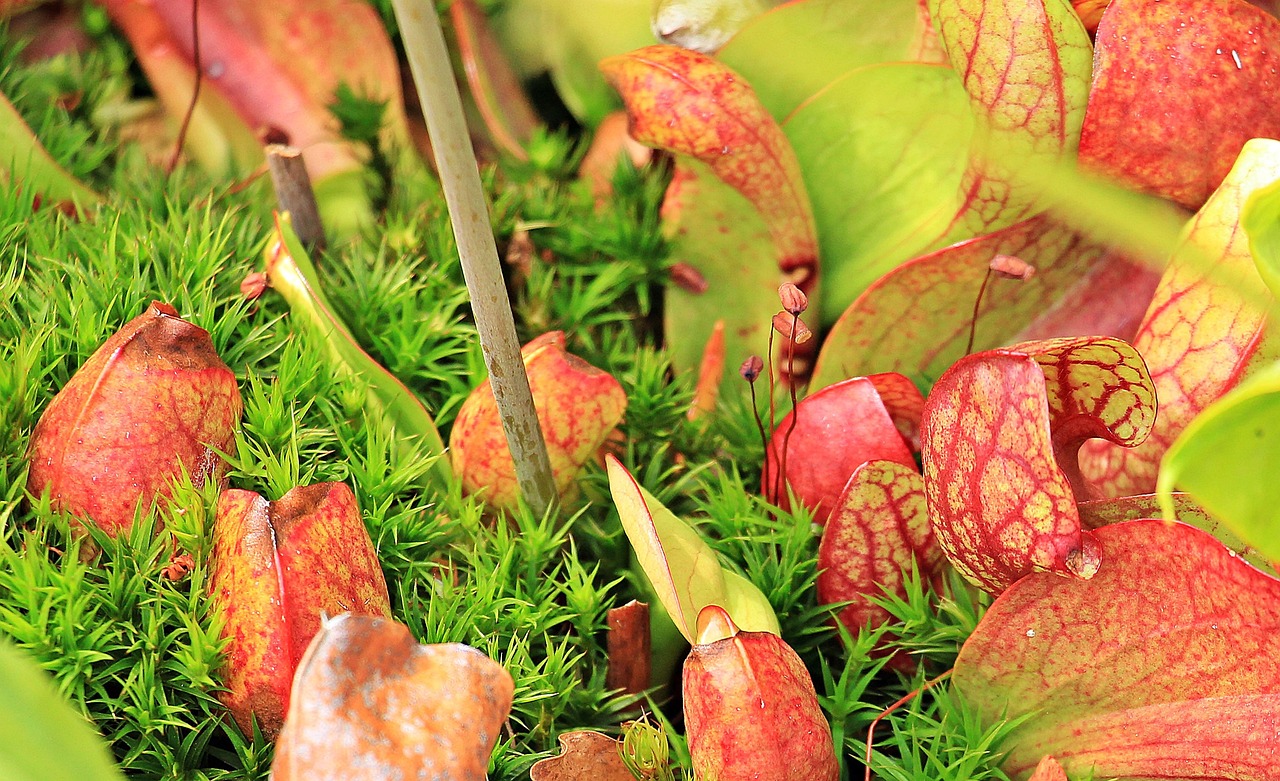 sarracenia