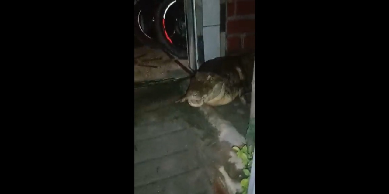 Video: Enorme caimán apareció en una casa de Jamundí, ¿qué hacer en esos casos?
