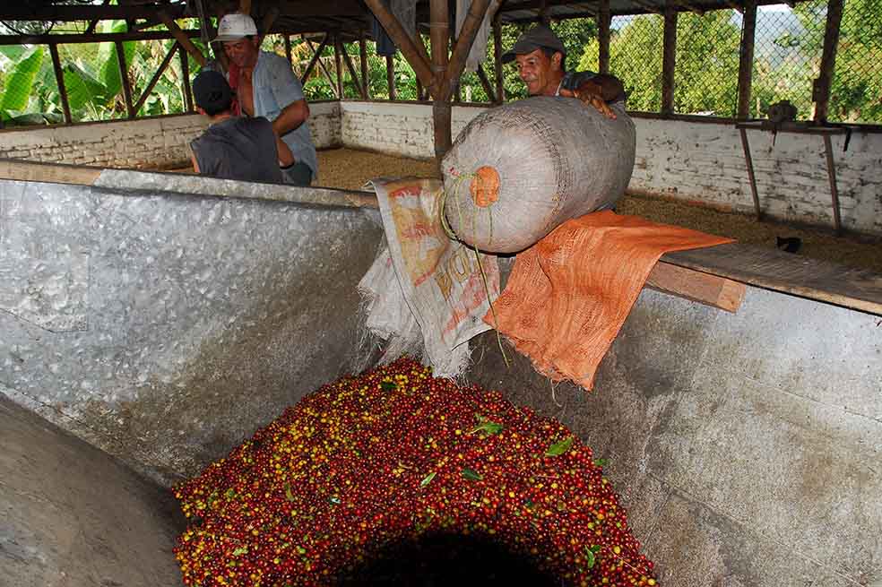  La cosecha de café de 2014 superó los 12 millones de sacos en Colombia.  /Archivo - El Espectador