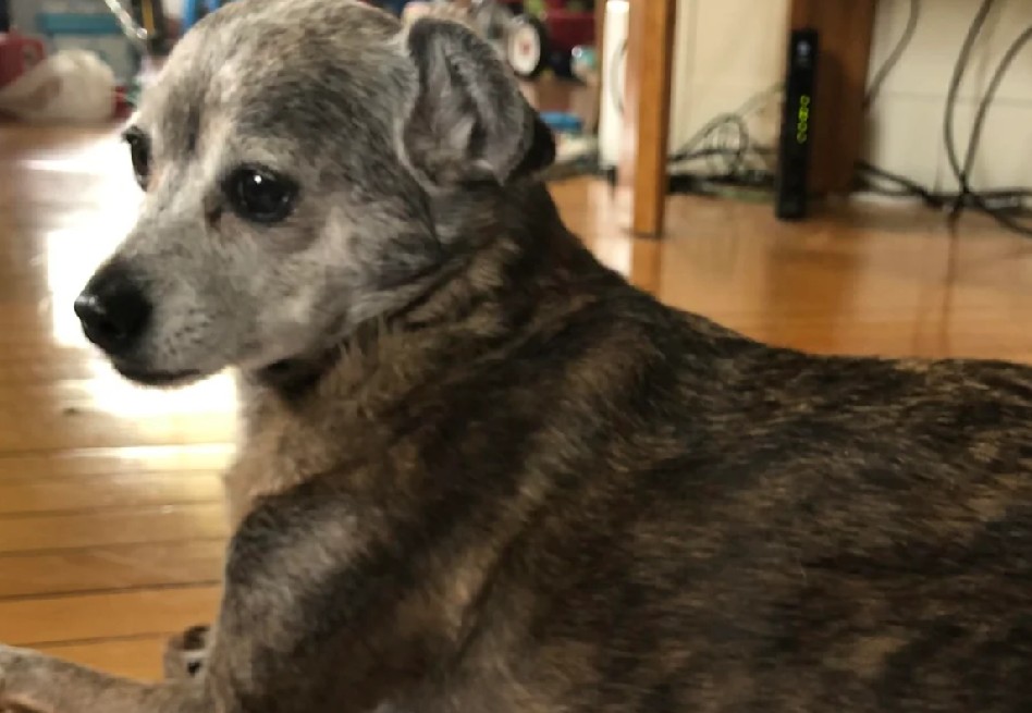 Sorpresa de un dueño tras 18 años: hizo un test de ADN a su perro y esto fue lo que halló