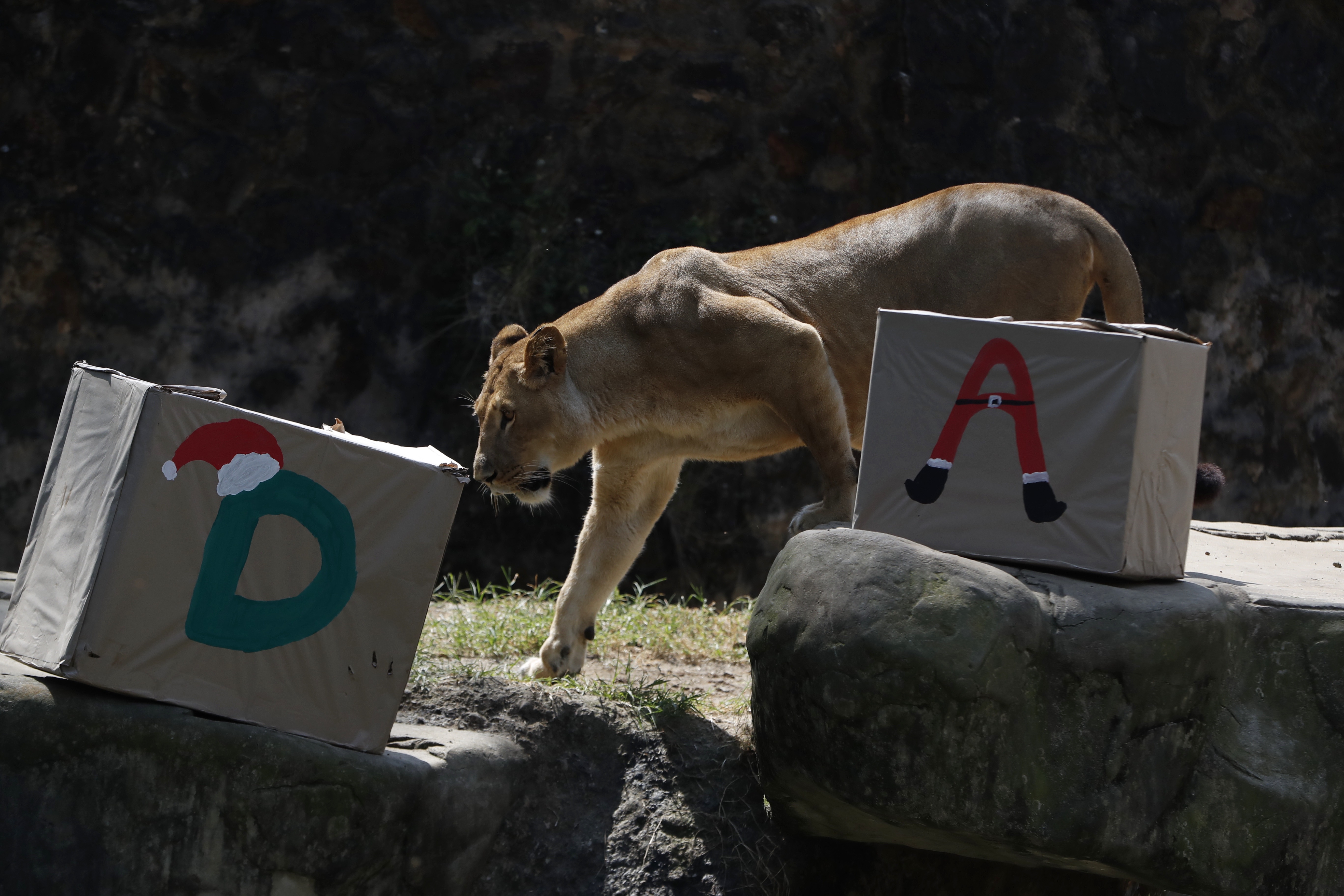 (Fotos) Llegó la Navidad al Zoológico de Cali: los animales recibieron sus regalos