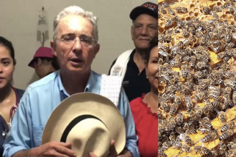 Apicultores explican por qué ataque de abejas africanizadas en evento del Centro Democrático no fue sabotaje