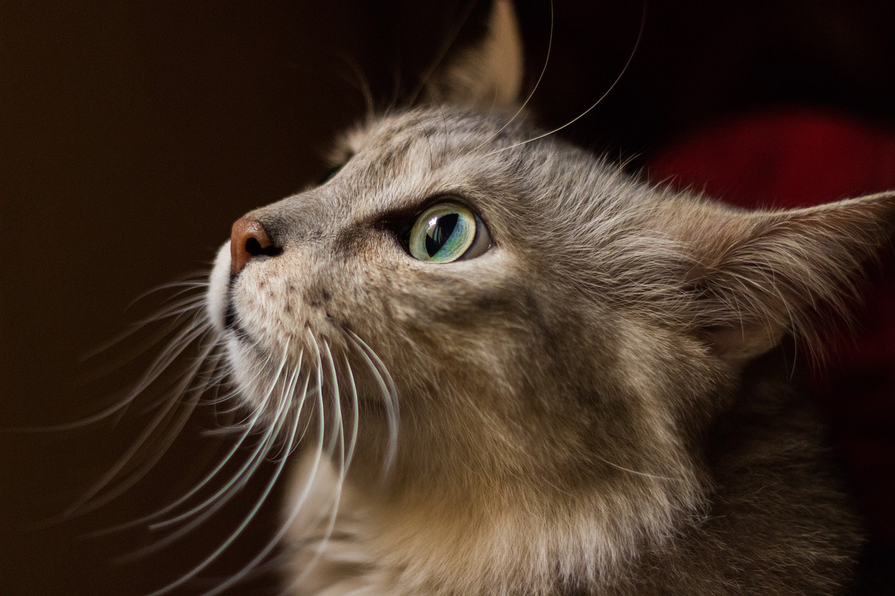 ¿Cómo se llaman los bigotes de los gatos?