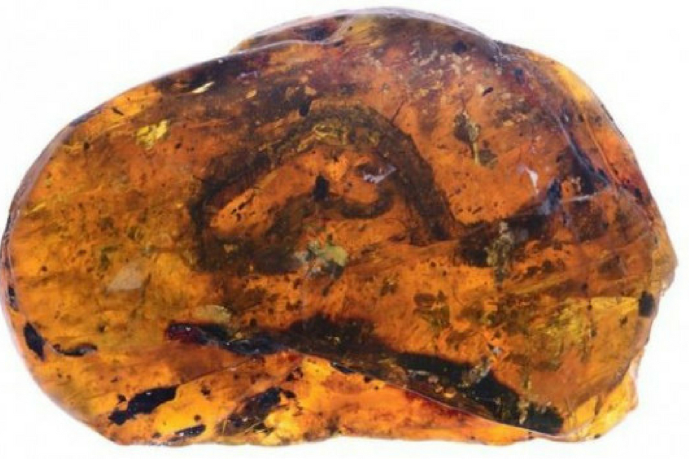 Un individio fosilizado con 99 millones de años es considerada la más antigua encontrada en un bosque.  / Ming Bai - Academia de Ciencias de China. 