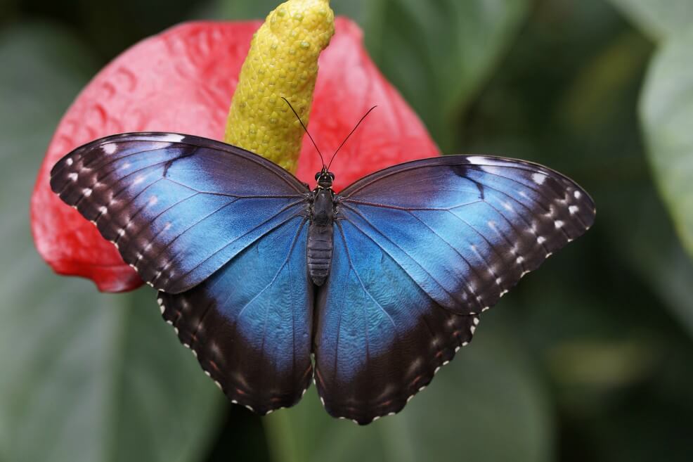 Colombia, país con más especies de mariposas en el mundo según estudio