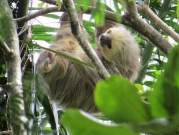 Este animal es reconocido por ser nocturno y solitario.