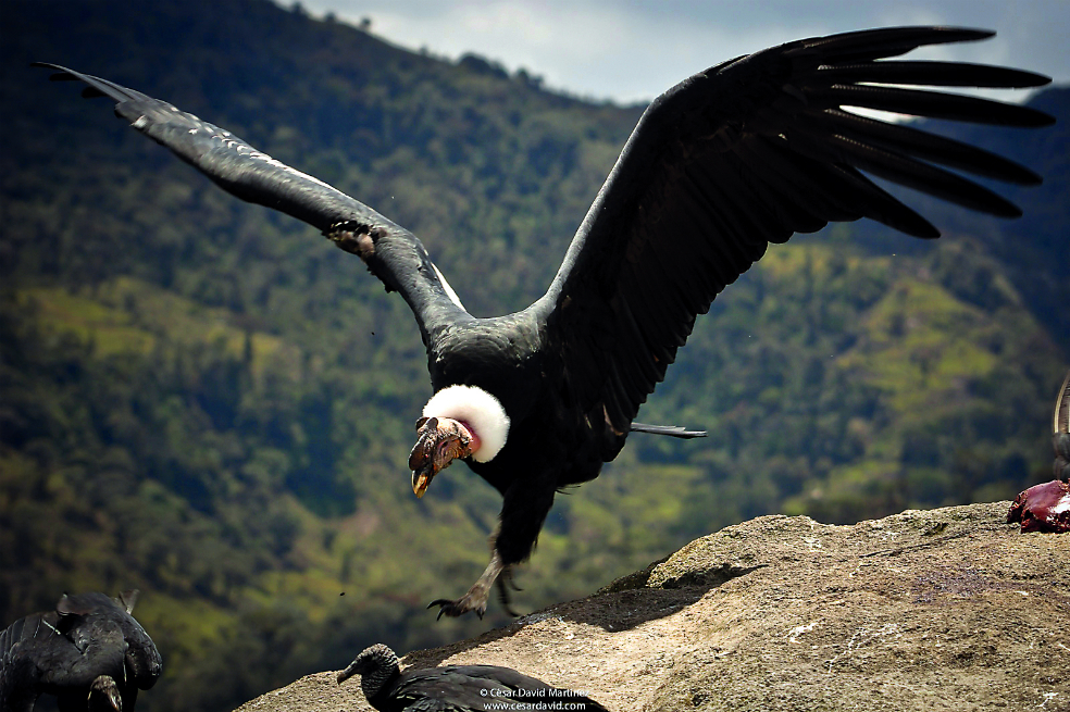 Seis fotografías de la increíble biodiversidad de Colombia