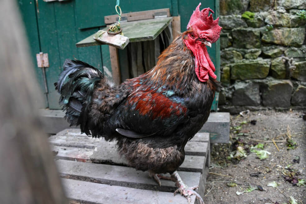 El gallo Maurice gana juicio en Francia tras ser acusado de cantar muy temprano
