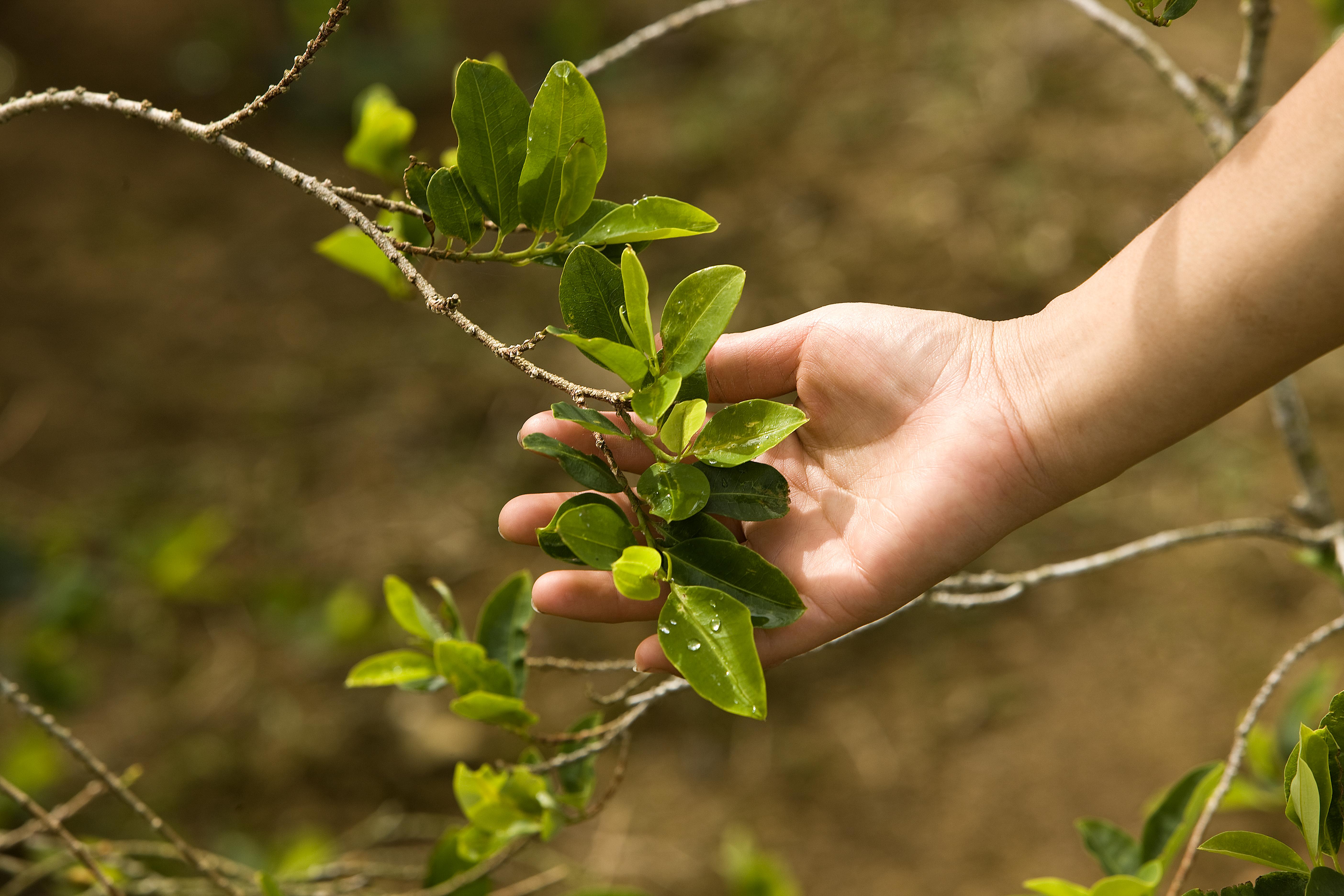 Hoja de coca: propiedades y beneficios gastronómicos de una planta ancestral