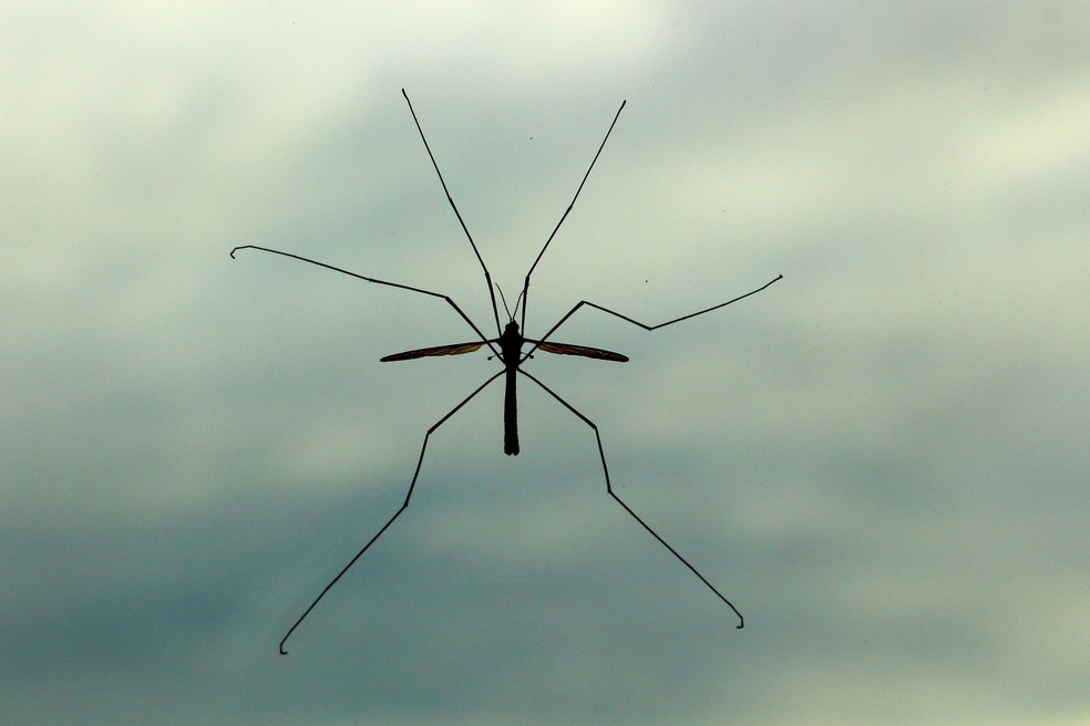 Mosquitos gigantes: esta es la razón por la que NO debería matarlos