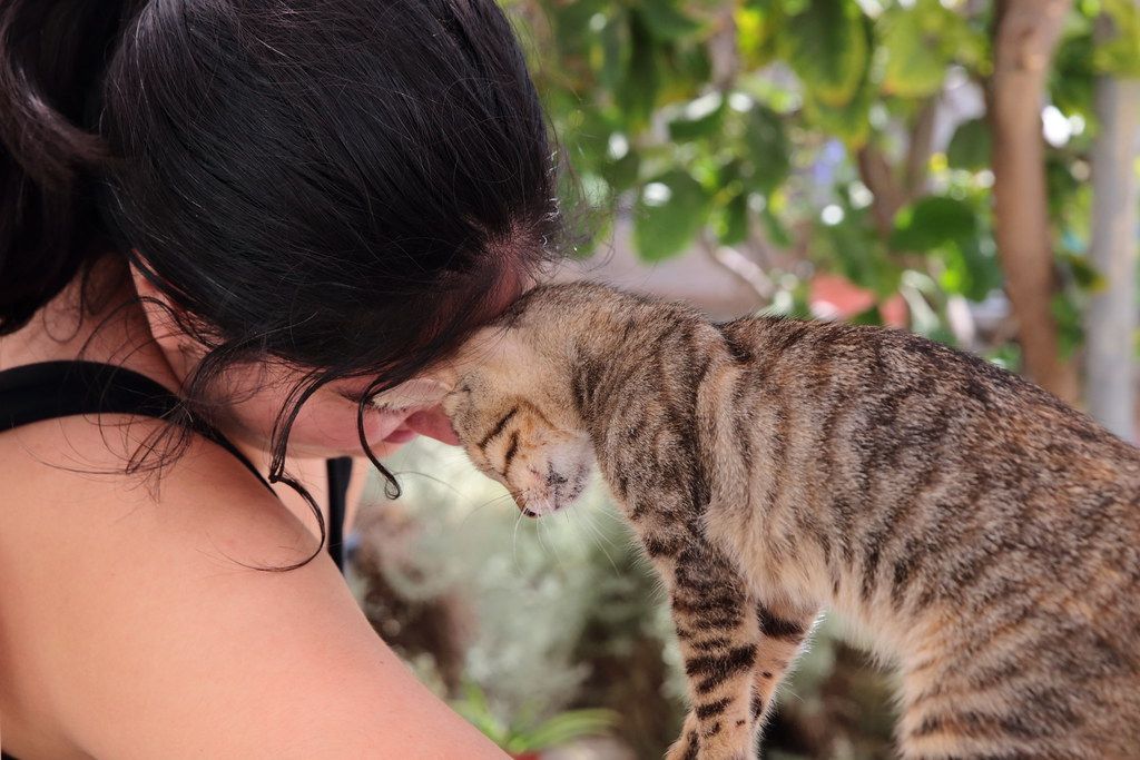 La isla en Grecia que ofrece alojamiento gratuito a cambio de cuidar gatos rescatados