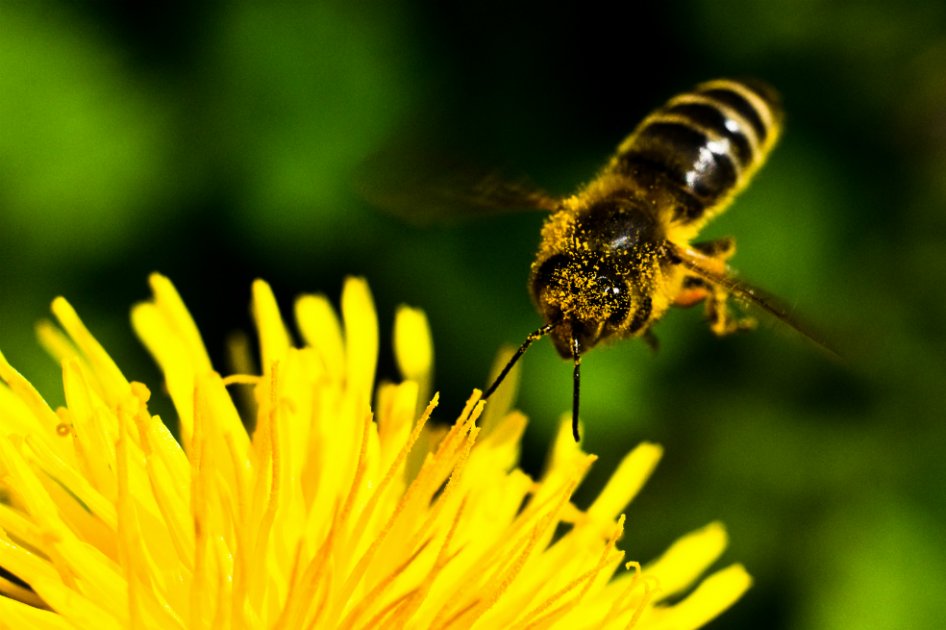 Científicos crean primera abeja robótica que poliniza como una real