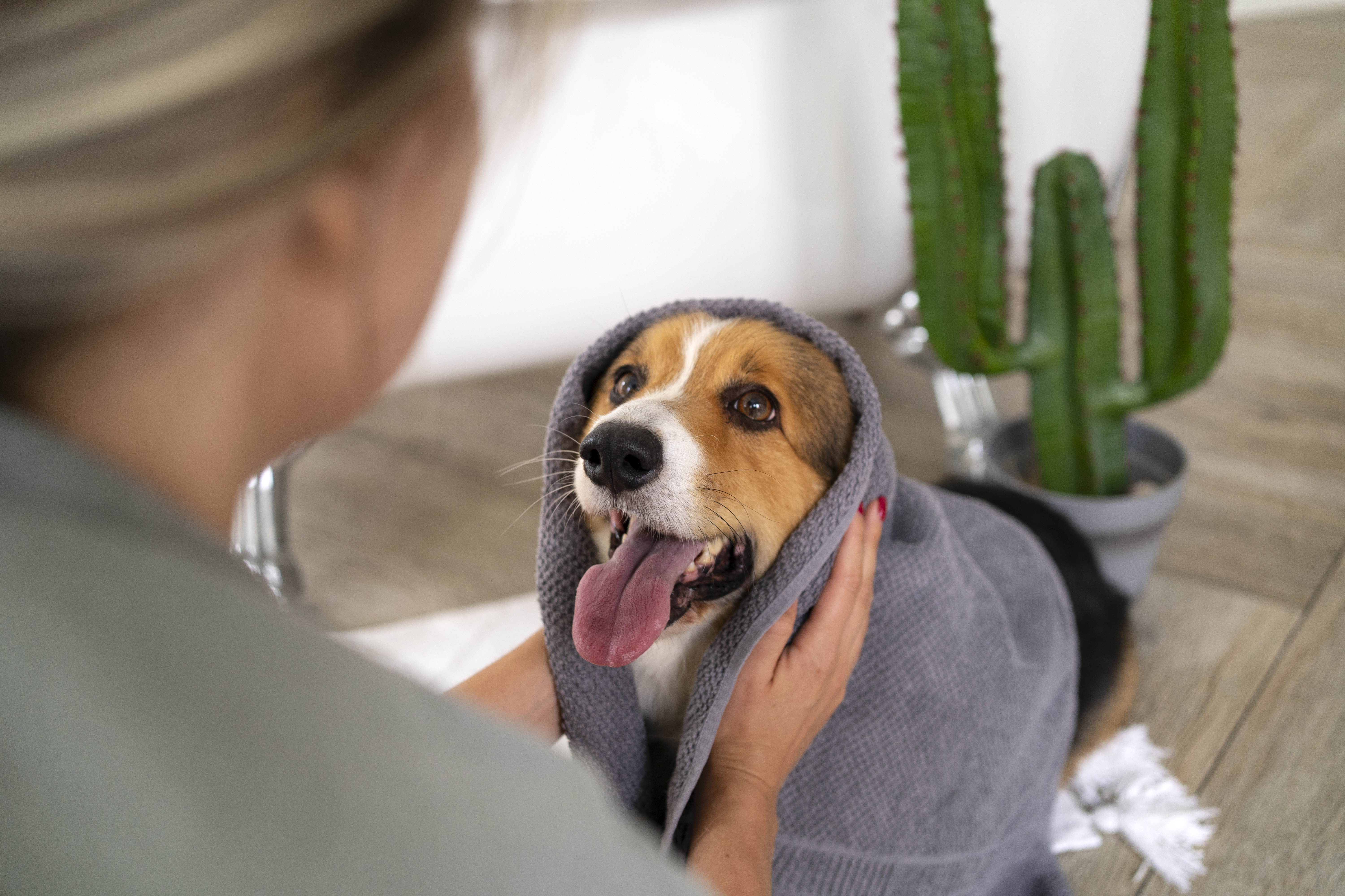 ¿Quiere eliminar el mal aliento de su perro? La caña de azúcar podría ser la solución