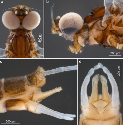 (a) cabeza y parte anterior del tórax en vista dorsal; (b) cabeza y parte anterior del tórax en vista lateral izquierda;
(c) punta del abdomen con genitales en vista lateral izquierda; (d) genitales en vista ventral.