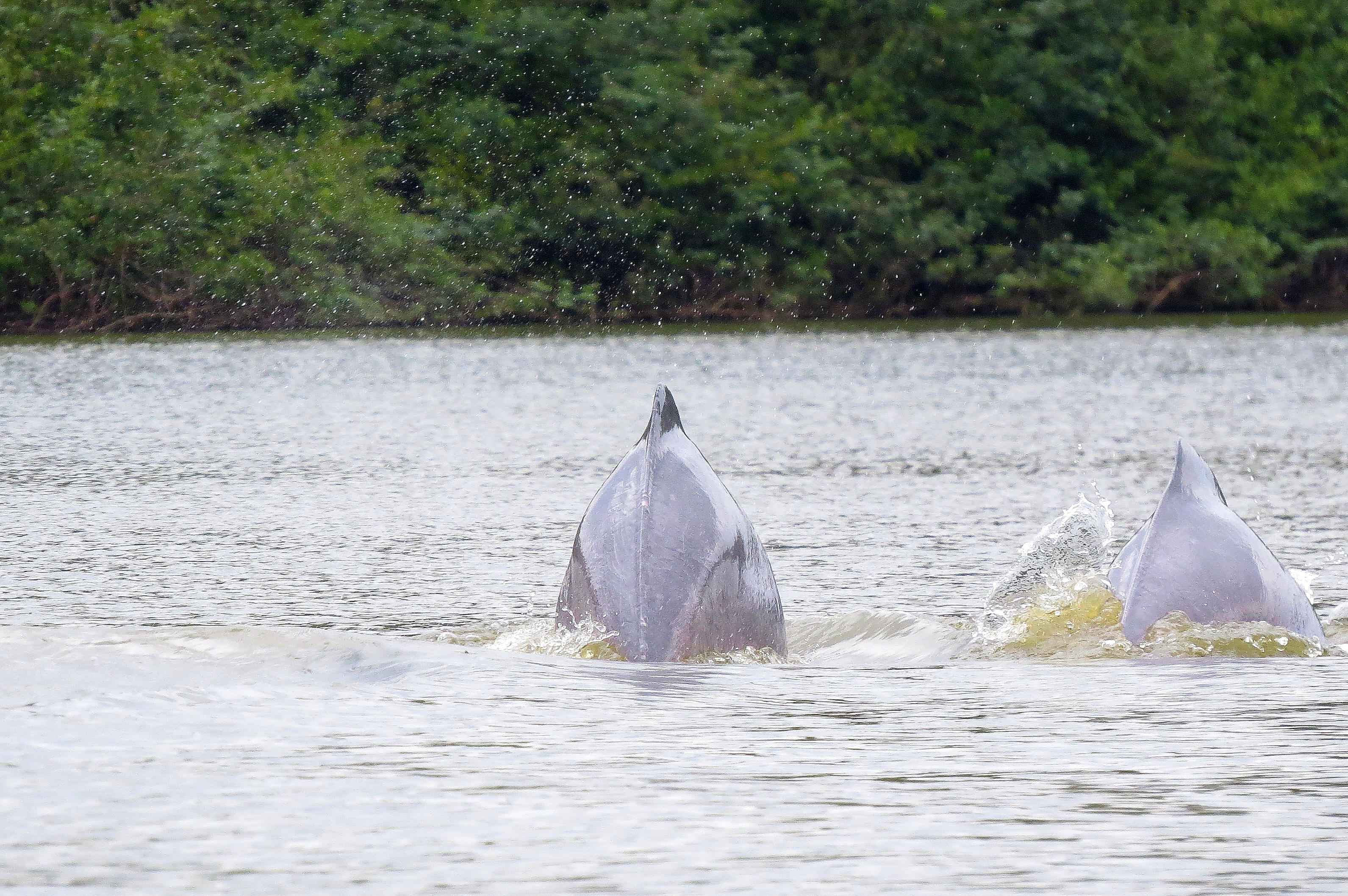 Los delfines que habitan en la laguna tienen su propio control poblacional.