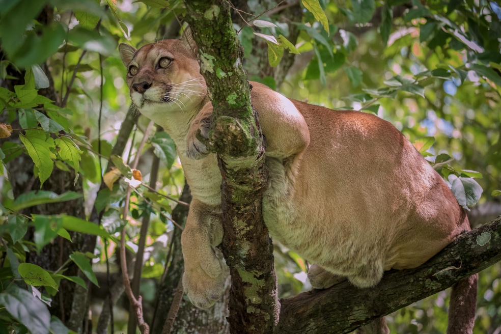 Área protegida Cuchilla del San Juan, en Risaralda, fue ampliada