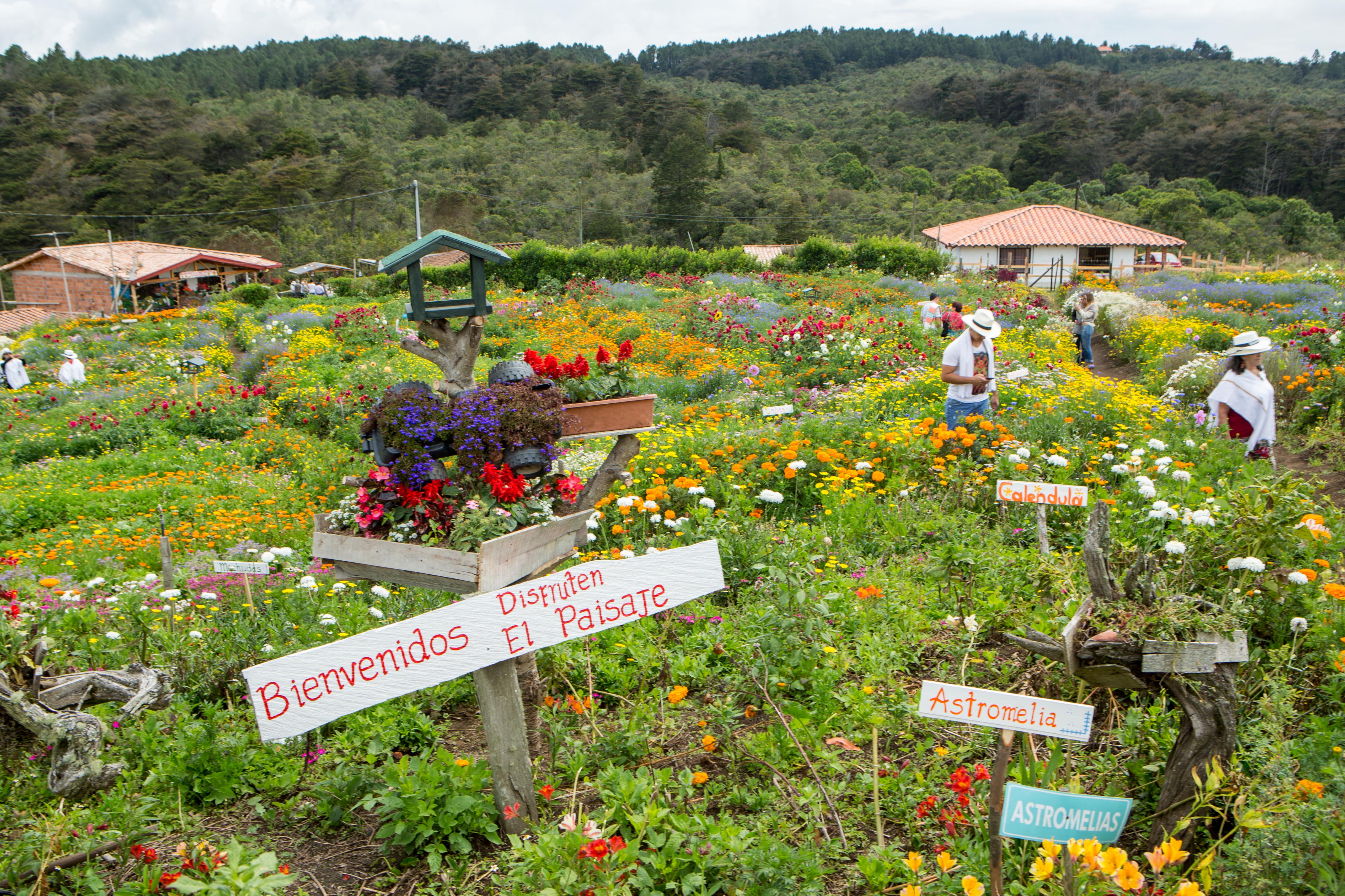 Algunas cifras de la Feria de las Flores: 28 escenarios, 3.300 artistas, 27.000 viajeros, 60 % de ocupación hotelera, más de 50.000 empleos directos e indirectos y un gasto estimado de US$18 millones.