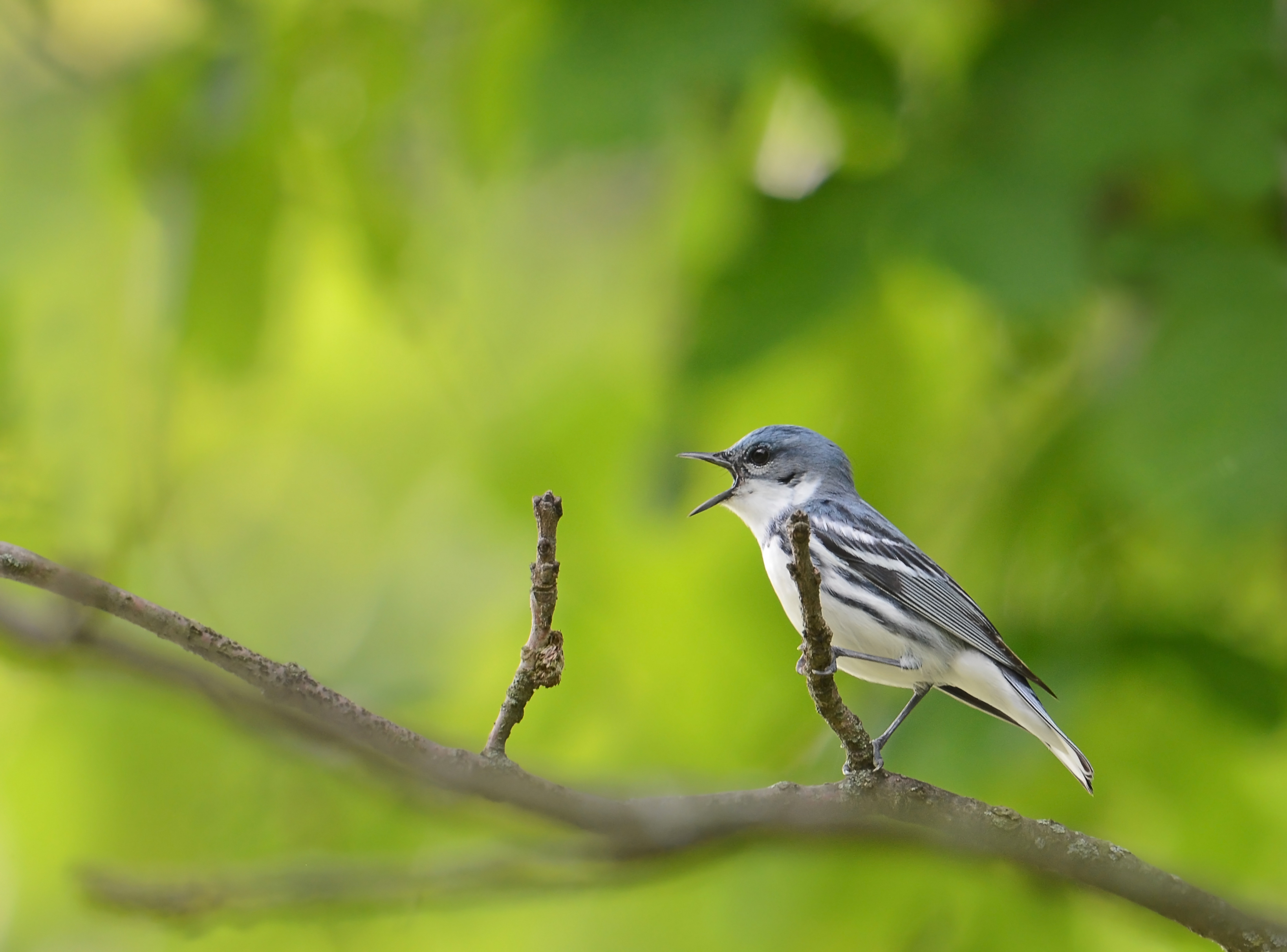 El viaje de las aves migratorias