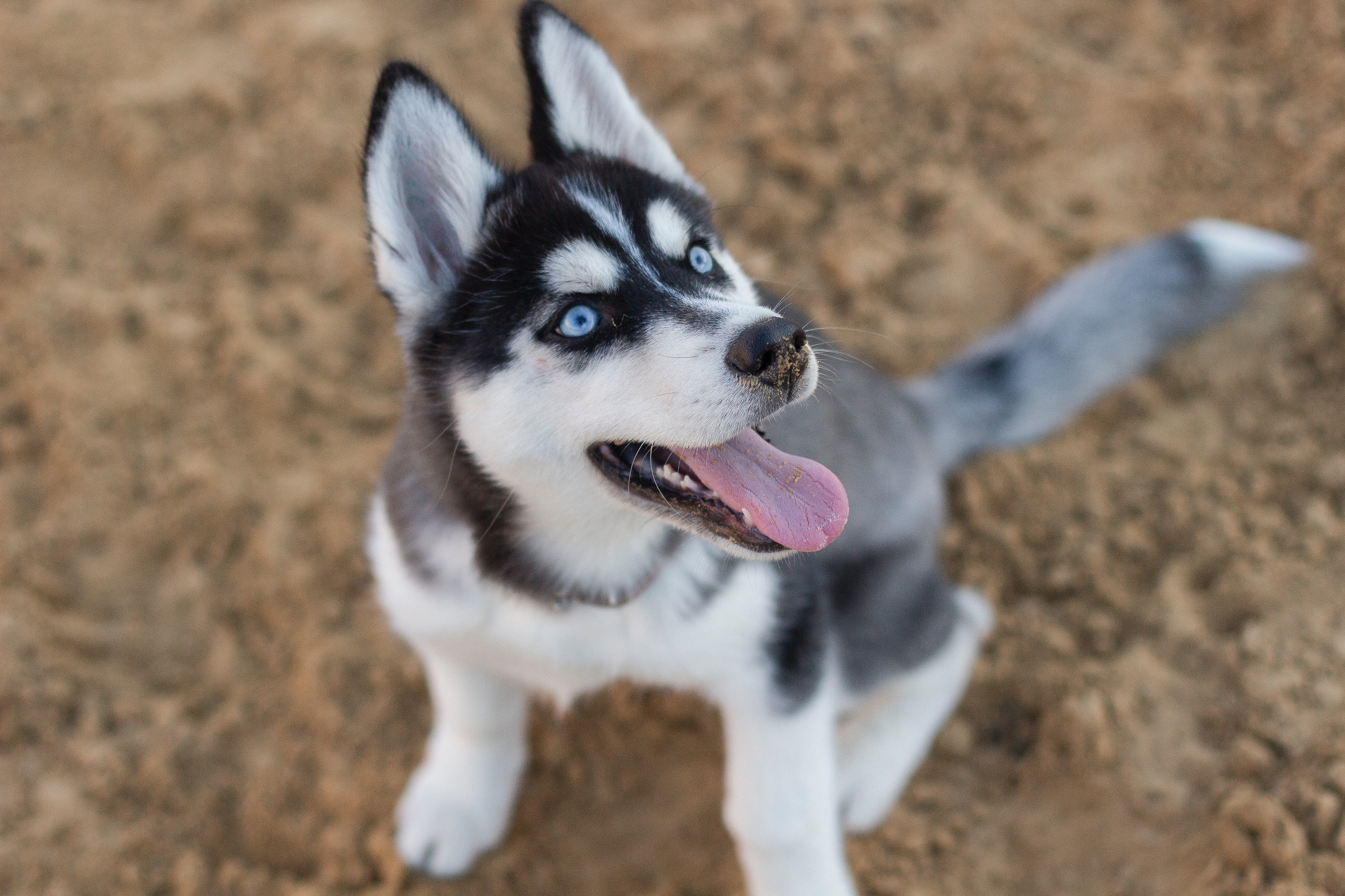 (VIDEO) ¿Por qué los perros inclinan la cabeza?