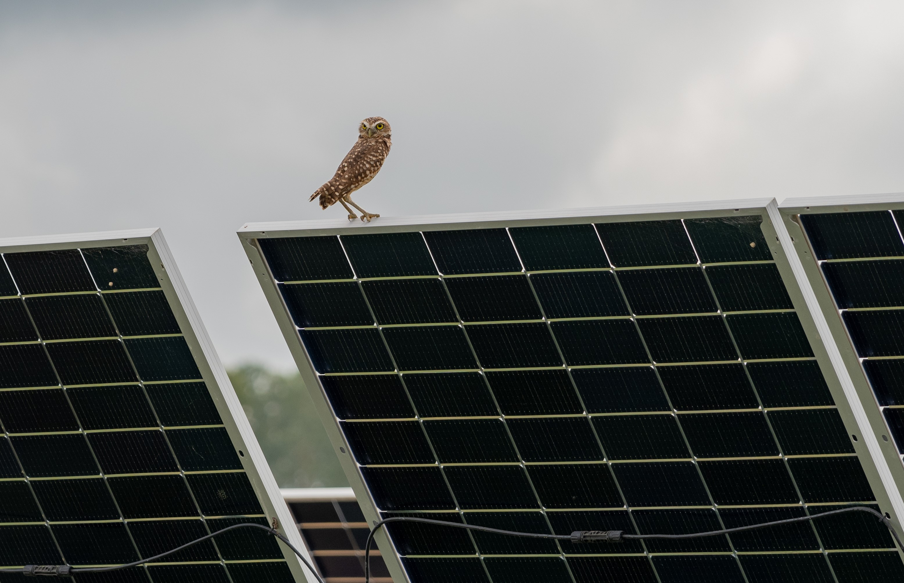 Así es como Drummond fortalece su estrategia de carbono neutralidad