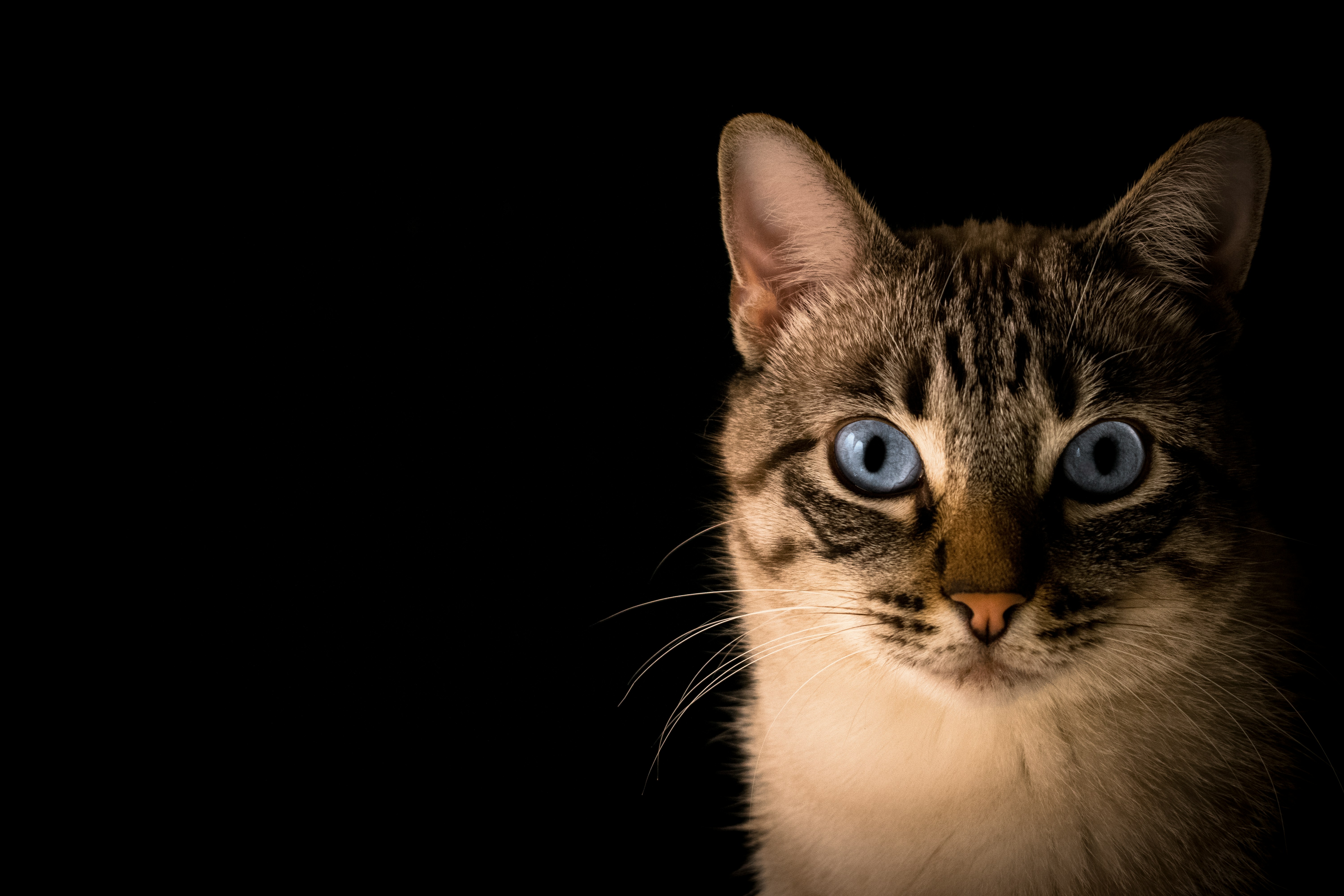 Un gato elige a un taxista como su dueño: así lo sorprendió dentro del carro