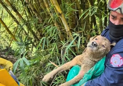 Hallan a perrito enterrado vivo, su llanto alertó a la comunidad