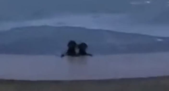 (Video) Policía rescata a dos perros atrapados en un estanque congelado