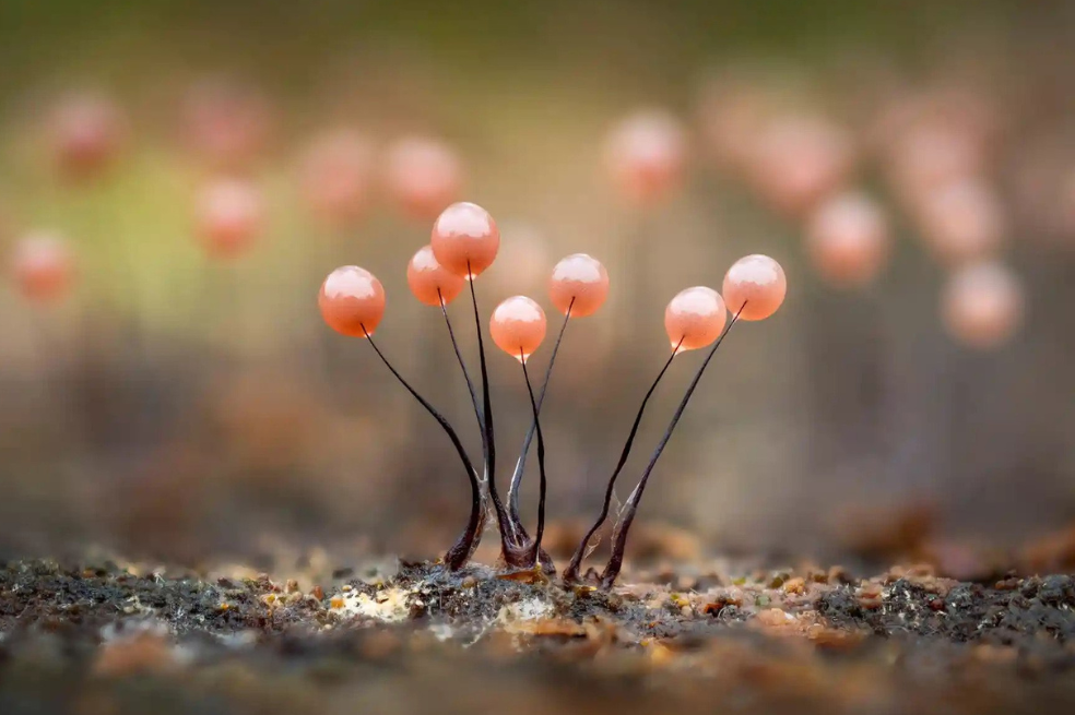 Galería: estos son los finalistas del concurso “Earth Photo 2022″