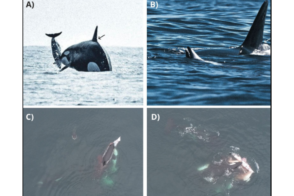 Graban, por primera vez, a un grupo de orcas cazando delfines en Chile