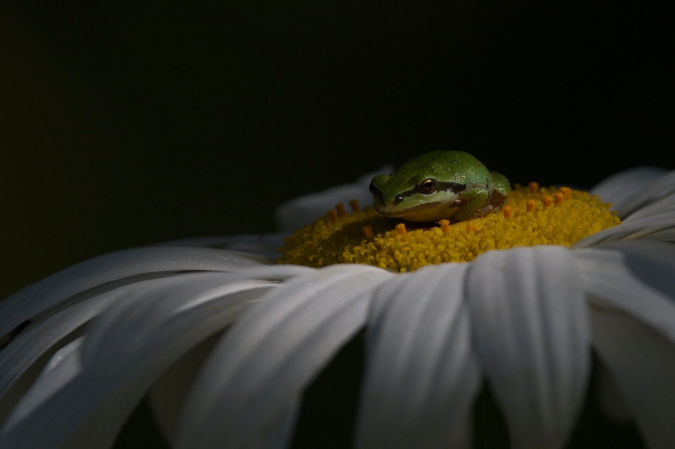 "Después de salir con pocas expectativas, me encontré con esta pequeña rana arbórea del Pacífico en una flor", dijo  Shayne Kaye, quien ganó el oro en la categoría "Comportamiento - Anfibios y reptiles".