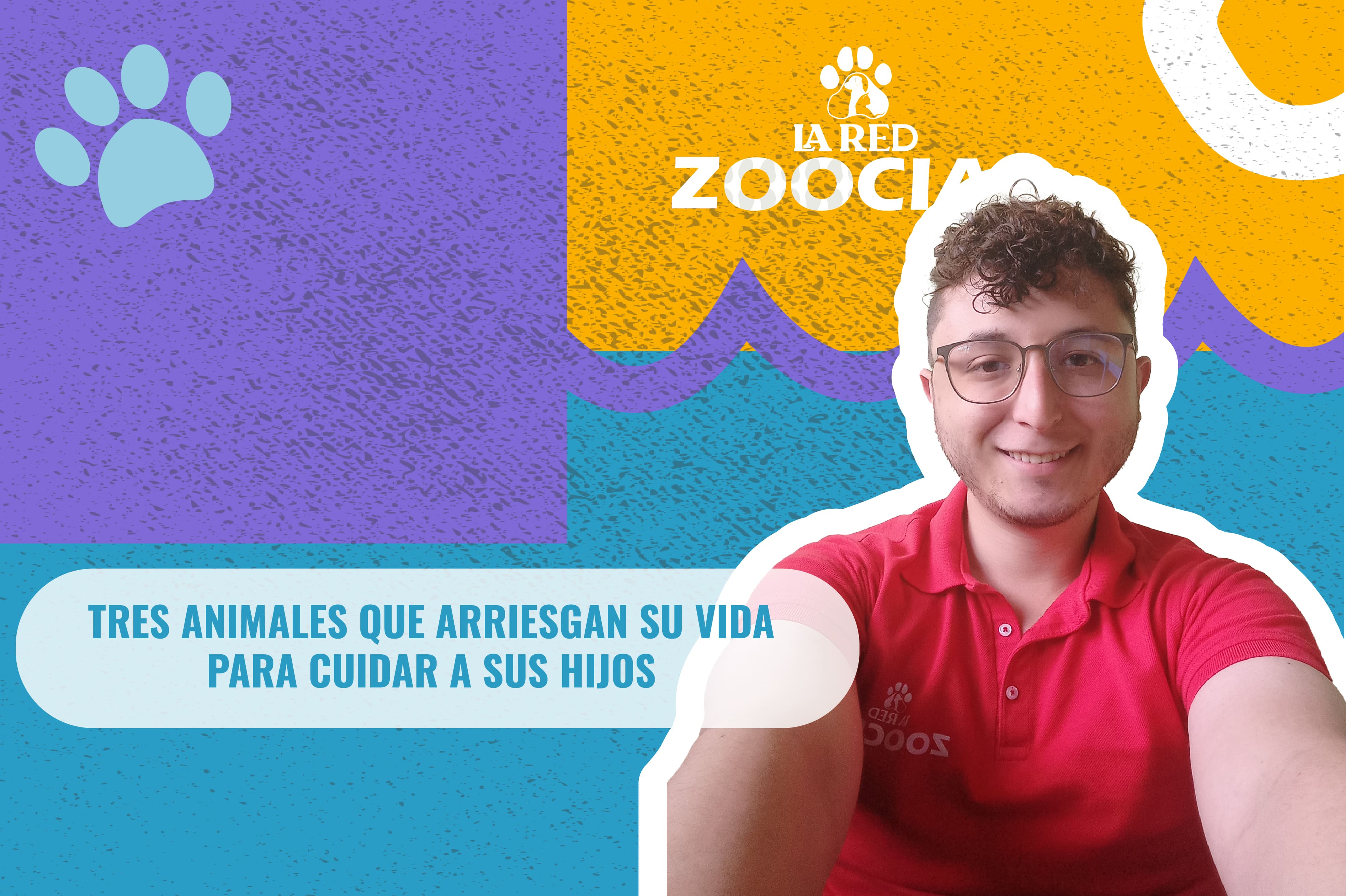 (Video) Tres animales que arriesgan su vida para cuidar a sus hijos