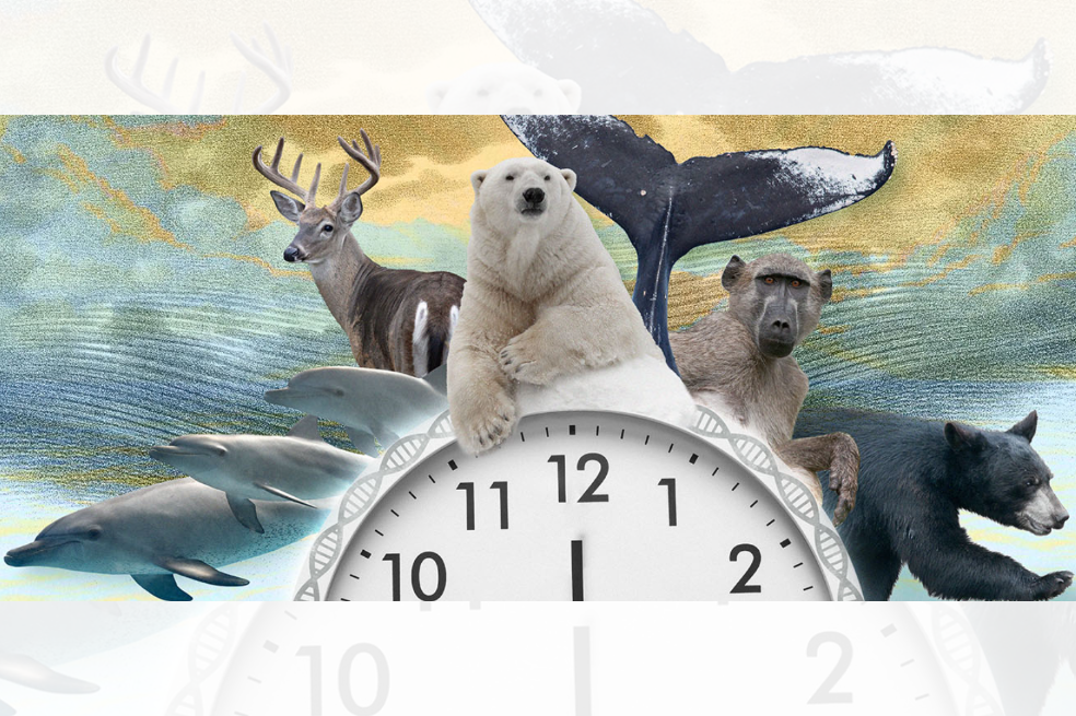 Reloj epigenético: ¿por qué ayudaría a salvar a la fauna silvestre del colapso?