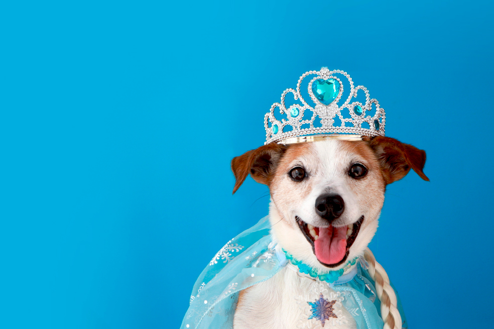 Disfraces para mascotas: tres opciones para tu perro en este Halloween
