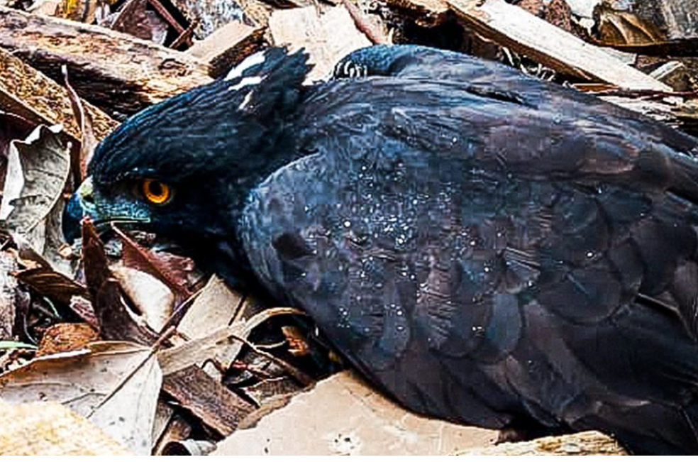 Exótica águila negra murió en Antioquia tras ser baleada: esto se sabe