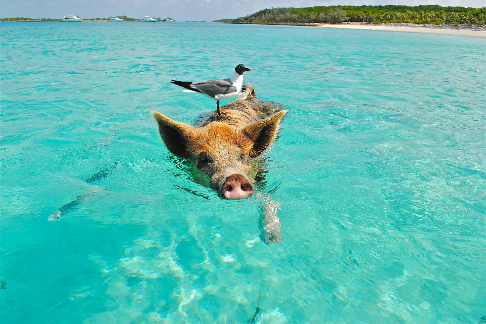 Las Bahamas se prepara para reanudar el turismo internacional el 1 de julio
