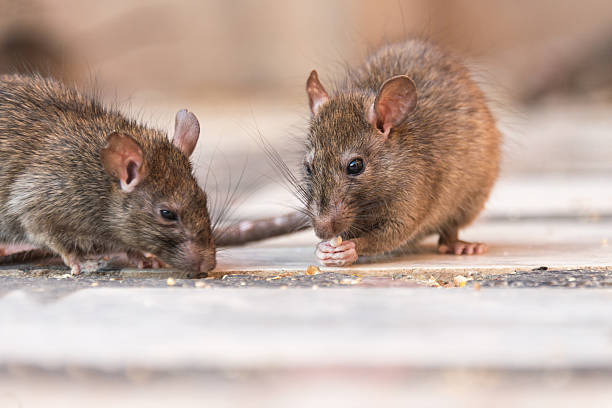 ¿Cómo se llama la cría de un ratón?