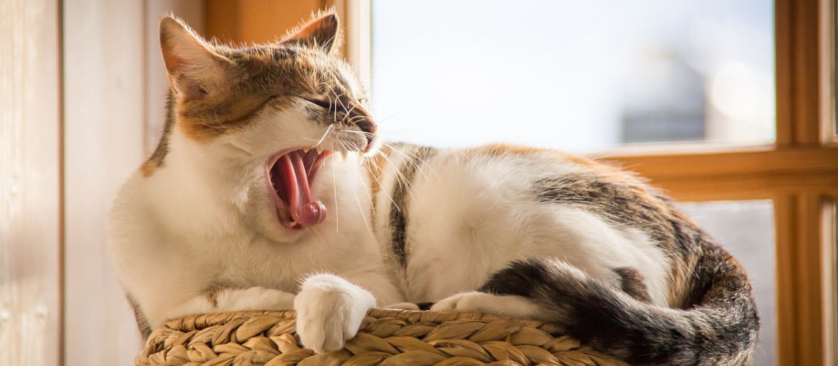¿Por qué los gatos mueven la cola? Esto es lo que te quiere transmitir