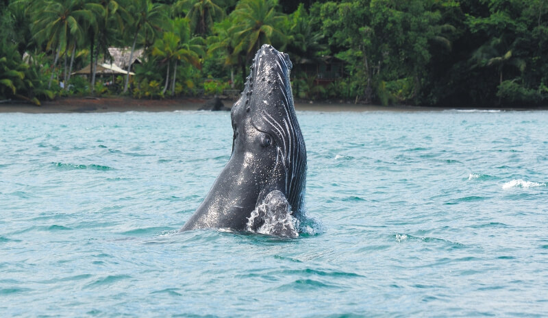 De Chocó a la Antártica: siguiéndole la pista al mercurio en las ballenas jorobadas