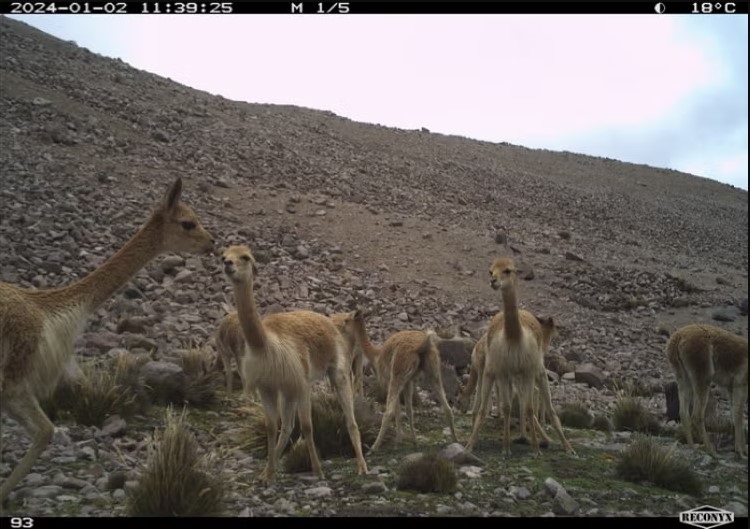 El estiércol de los animales ayudaría a la adaptación frente al cambio climático