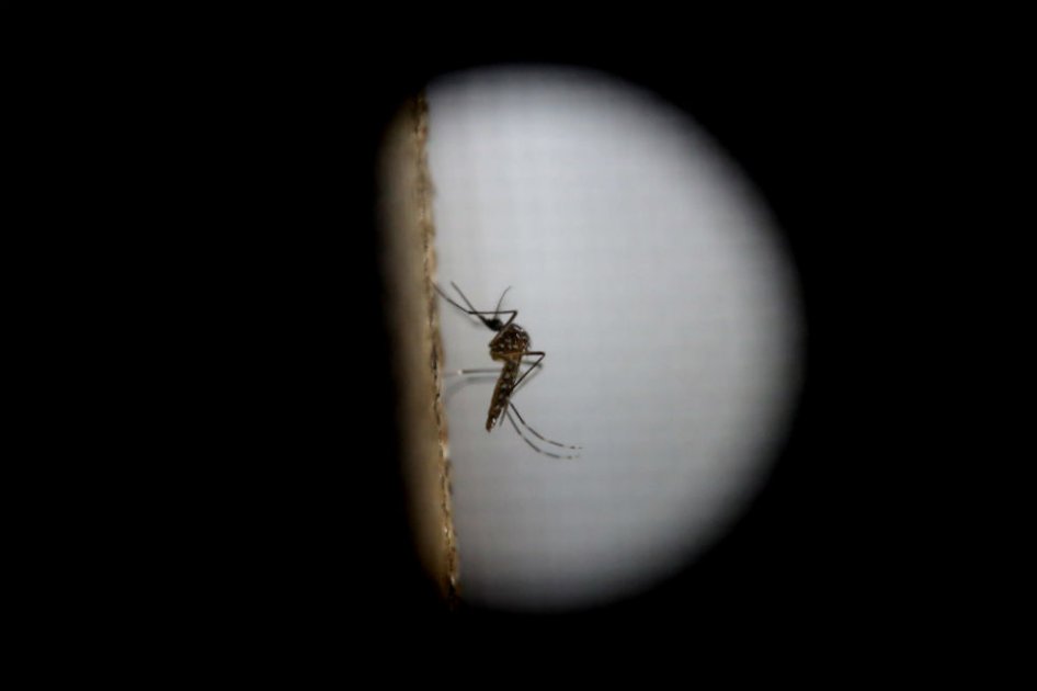 Organización Mundial de la Salud urge a Europa a que tome medidas para prevenir la propagación del zika