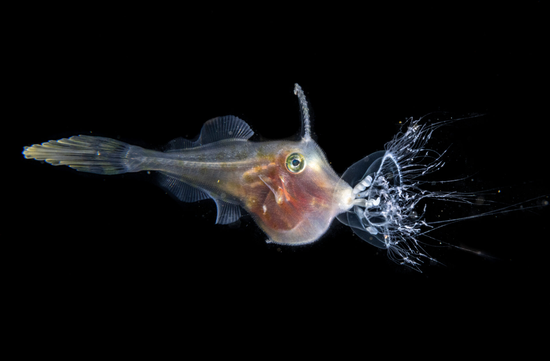 Estas son las fotografías ganadoras del premio Ocean Photographer of the Year.