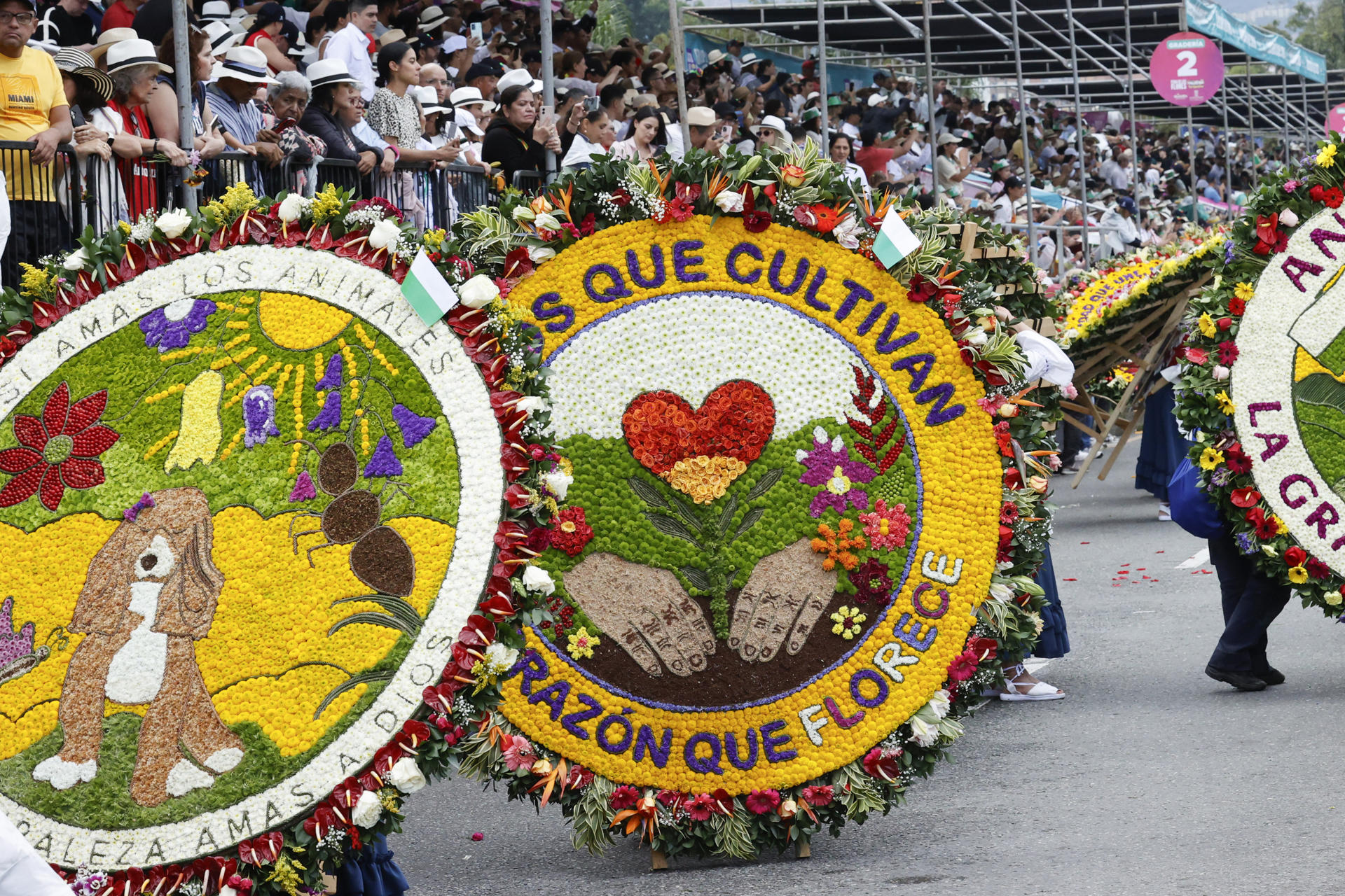 ACOMPAÑA CRÓNICA: COLOMBIA FLORES AME9004. MEDELLÍN (COLOMBIA), 10/08/2025.- Silleteros participan en el Desfile de Silleteros durante la Feria de las Flores 2025 este domingo, en Medellín (Colombia). Con gladiolos, azucenas, tulipanes, margaritas y más especies florales cargadas sobre la espalda de 535 campesinos del departamento de Antioquia, Medellín se llenó de belleza con el Desfile de Silleteros, evento central de la Feria de las Flores y patrimonio inmaterial de Colombia. EFE/ Mauricio Dueñas Castañeda
