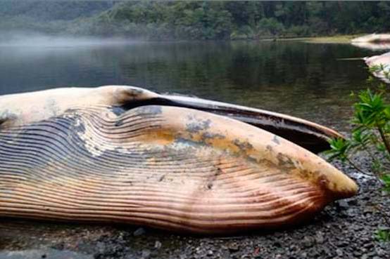 Acusan a científicos de ocultar la muerte de más de 330 ballenas en Chile