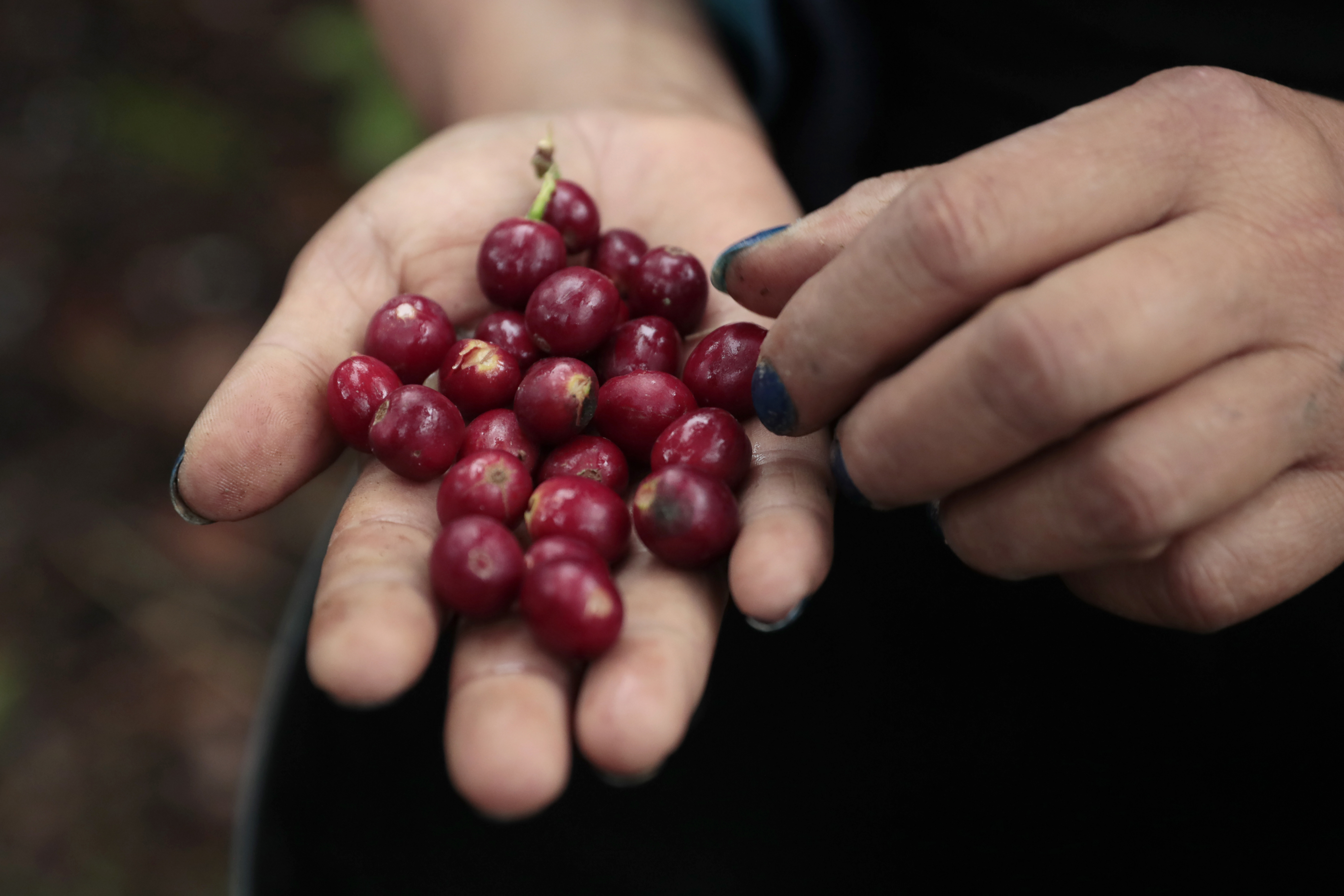 El problema que enfrenta el Fondo Nacional del Café y las salidas que tiene