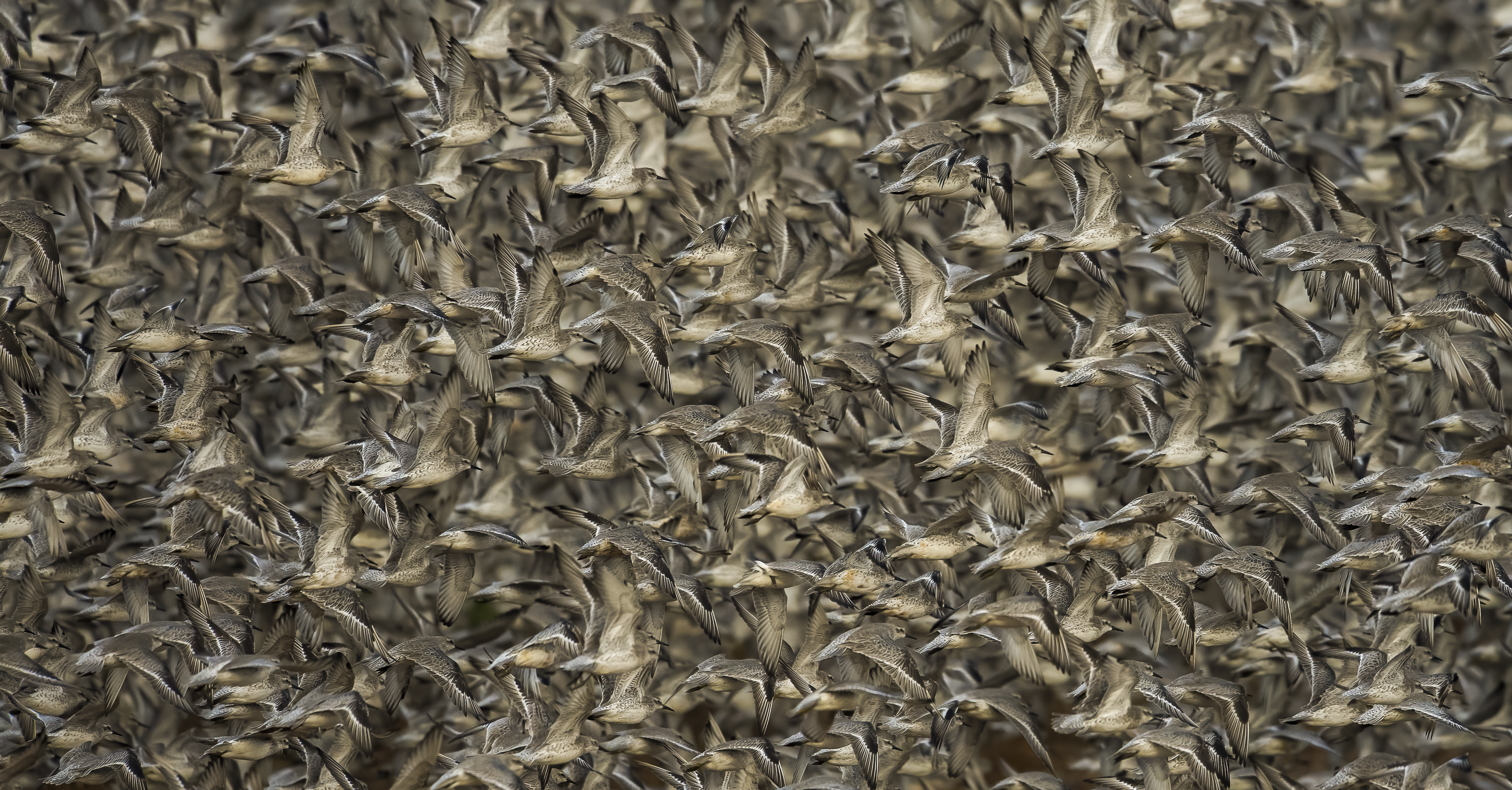 "Red knots", de Clive Burns, se llevó el oro en la categoría Comportamiento de aves.