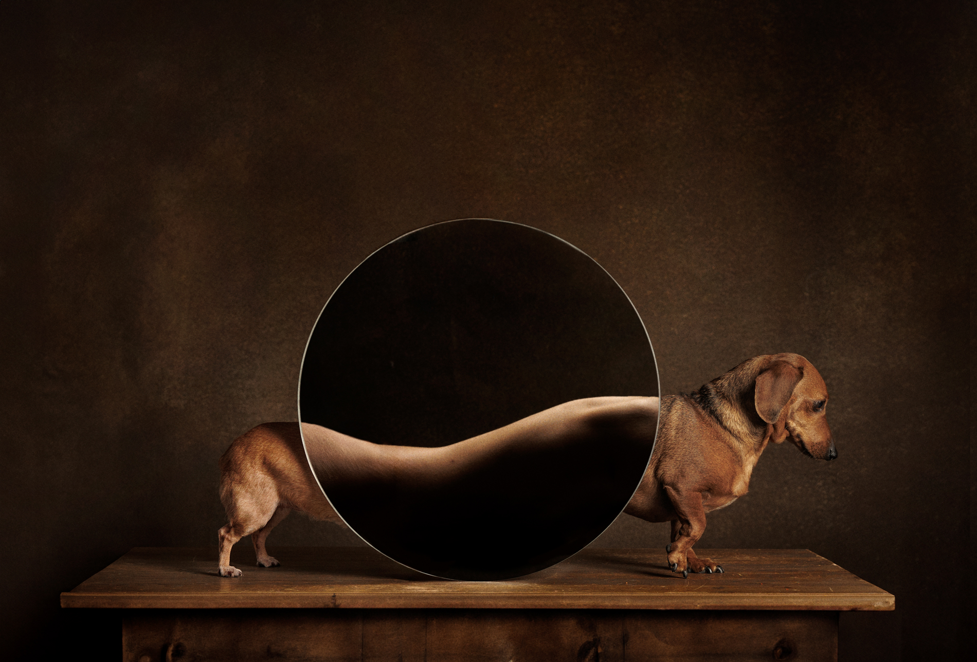 La española Valeria Bárbara Barriera Cassina ganó el primer lugar en la categoría Estudio con esta imagen titulada “Metamorfosis canina”.