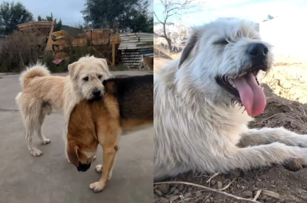No ladra ni muerde, pero todos los perros lo “respetan”: ¿quién es el Rey Carlos?