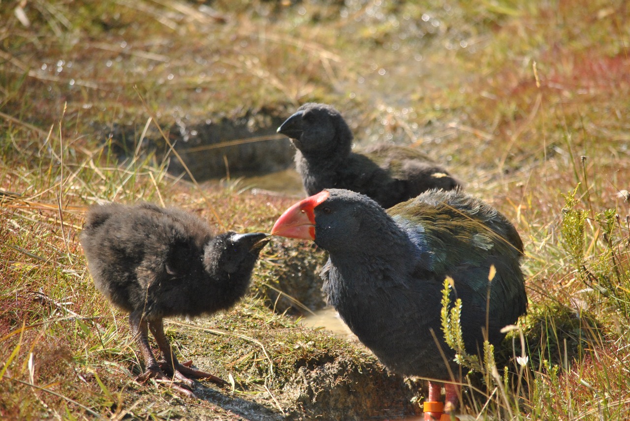 El polluelo “milagro” que nació de una pareja de aves en peligro de extinción