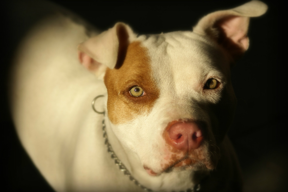 Bebé de 19 meses fue atacada por un pitbull en Medellín